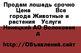 Продам лошадь срочно › Цена ­ 30 000 - Все города Животные и растения » Услуги   . Ненецкий АО,Волоковая д.